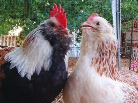 Co Pädagogen der tiergestützten Intervention